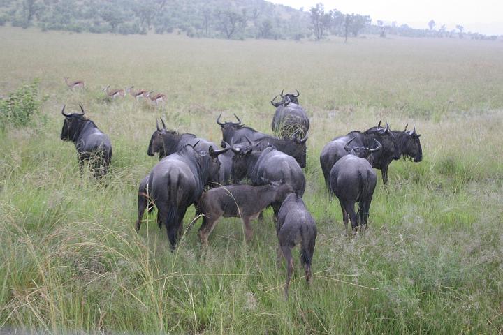 SA008.JPG