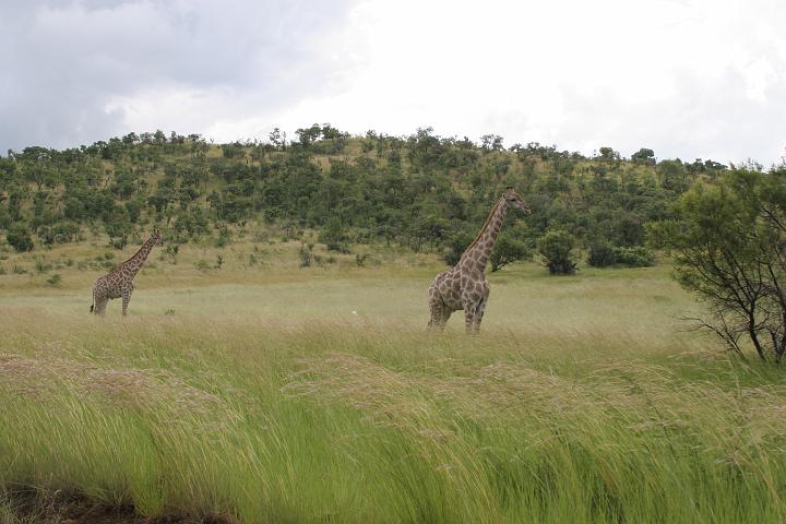 SA081.JPG