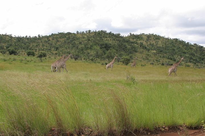 SA085.JPG