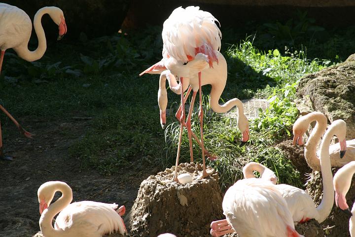 ZOO005.JPG