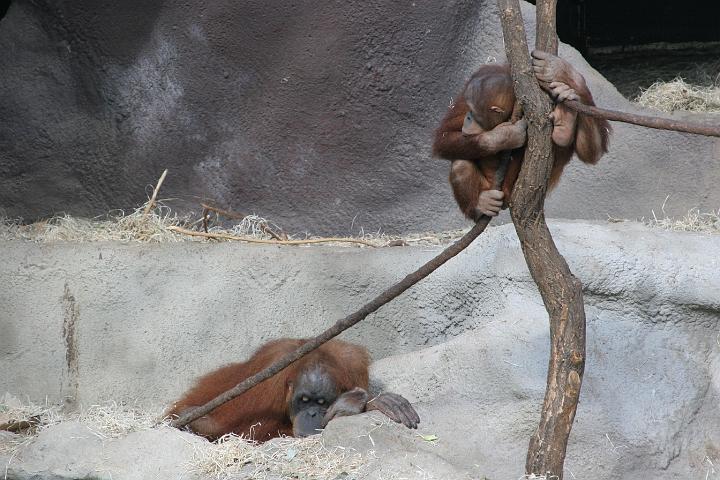 ZOO022.JPG