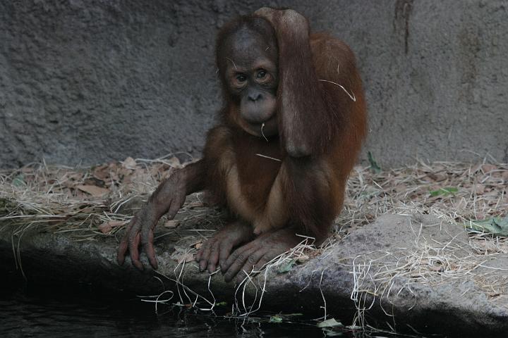 ZOO046.JPG
