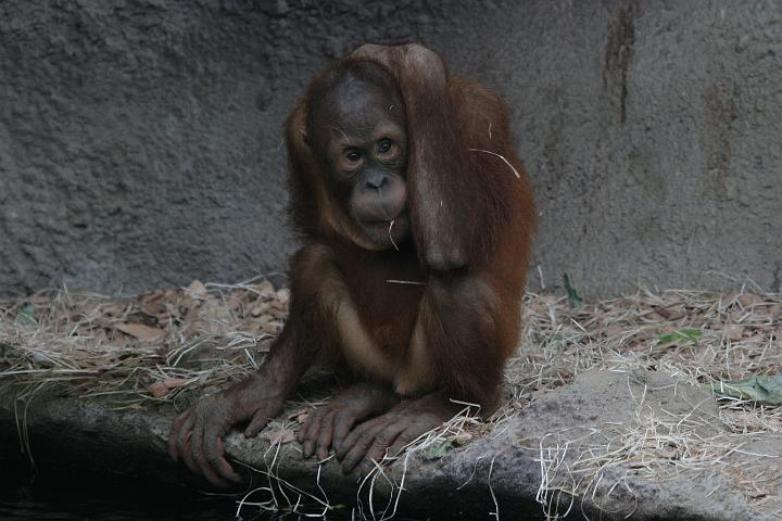 ZOO047.JPG