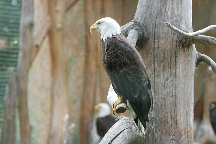 ZOO063.JPG