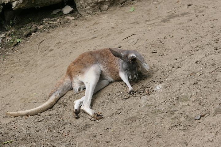 ZOO097.JPG
